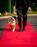 Red Carpet